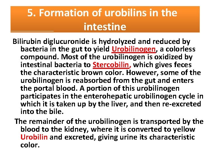 5. Formation of urobilins in the intestine Bilirubin diglucuronide is hydrolyzed and reduced by