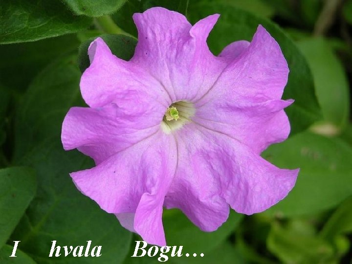 I hvala Bogu… 