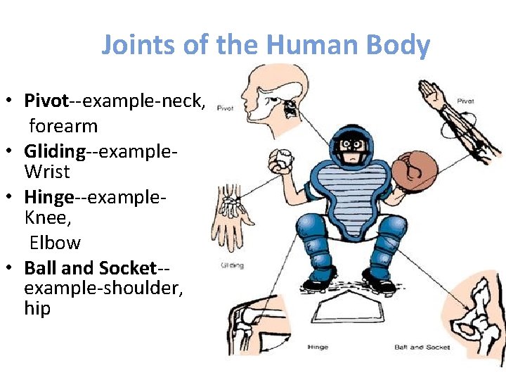 Joints of the Human Body • Pivot--example-neck, forearm • Gliding--example. Wrist • Hinge--example. Knee,