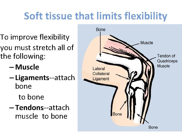 Soft tissue that limits flexibility To improve flexibility you must stretch all of the