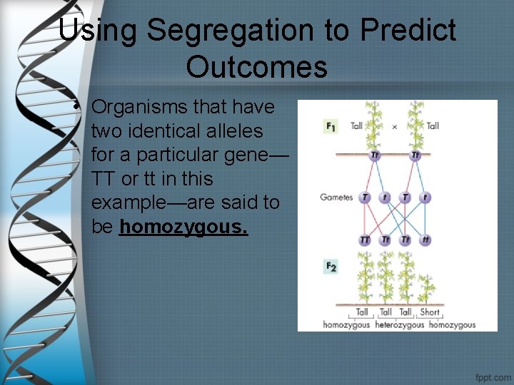 Using Segregation to Predict Outcomes • Organisms that have two identical alleles for a