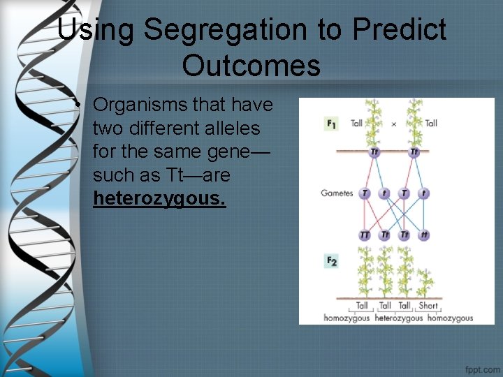 Using Segregation to Predict Outcomes • Organisms that have two different alleles for the