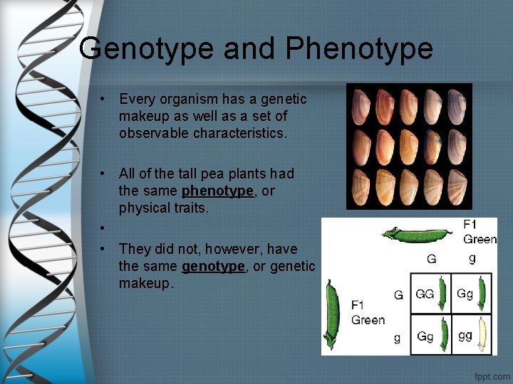 Genotype and Phenotype • Every organism has a genetic makeup as well as a