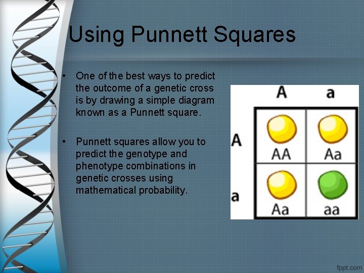 Using Punnett Squares • One of the best ways to predict the outcome of
