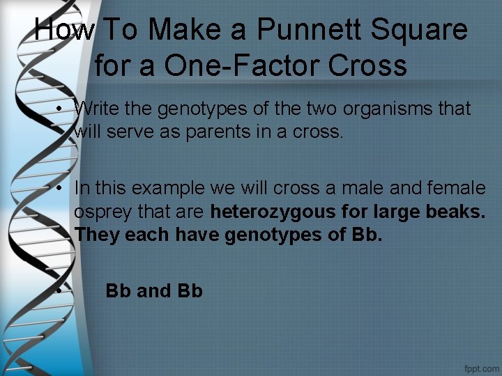 How To Make a Punnett Square for a One-Factor Cross • Write the genotypes