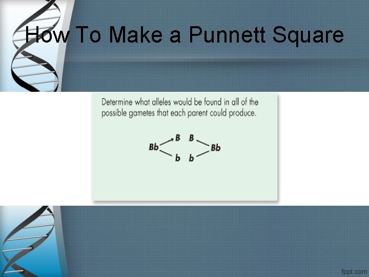 How To Make a Punnett Square 