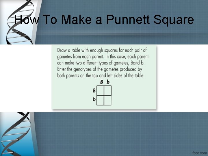 How To Make a Punnett Square 