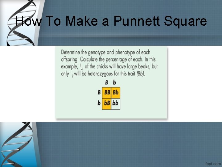 How To Make a Punnett Square 