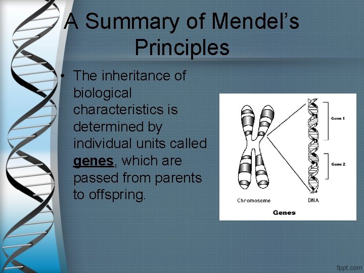 A Summary of Mendel’s Principles • The inheritance of biological characteristics is determined by