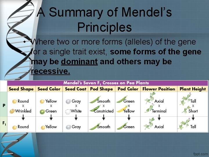 A Summary of Mendel’s Principles • Where two or more forms (alleles) of the