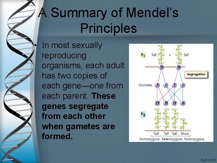 A Summary of Mendel’s Principles • In most sexually reproducing organisms, each adult has