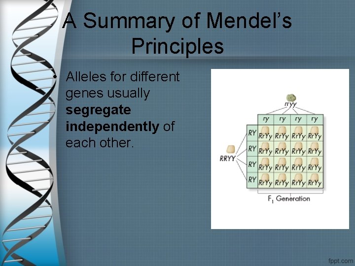 A Summary of Mendel’s Principles • Alleles for different genes usually segregate independently of