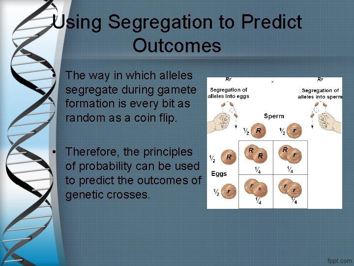 Using Segregation to Predict Outcomes • The way in which alleles segregate during gamete
