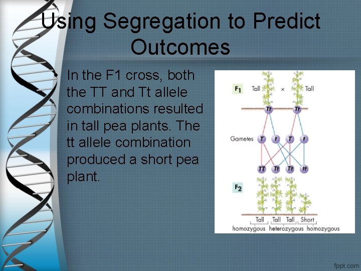 Using Segregation to Predict Outcomes • In the F 1 cross, both the TT