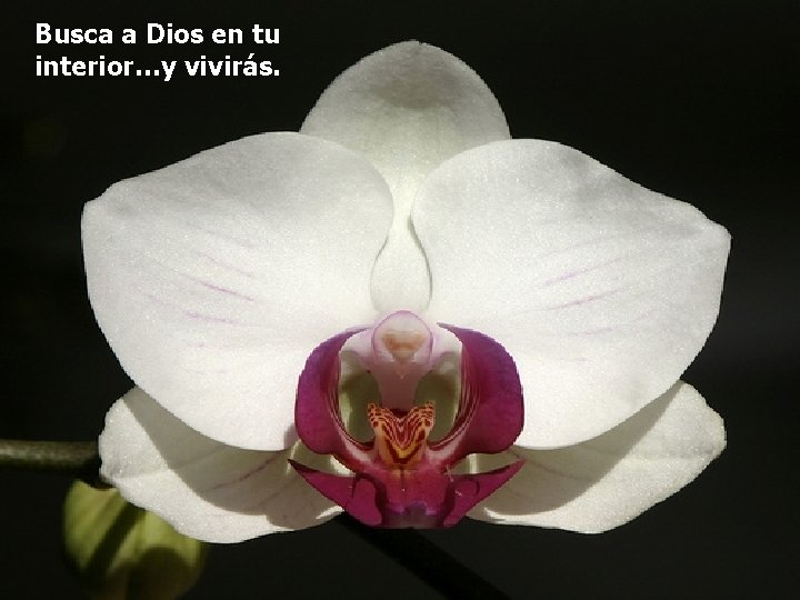 Busca a Dios en tu interior…y vivirás. 