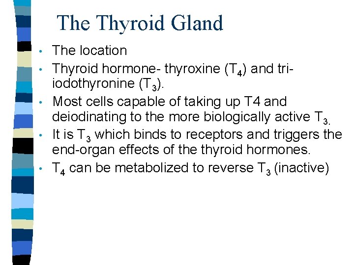 The Thyroid Gland • • • The location Thyroid hormone- thyroxine (T 4) and