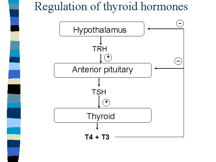 Regulation of thyroid hormones _ Hypothalamus TRH + Anterior pituitary TSH + Thyroid T