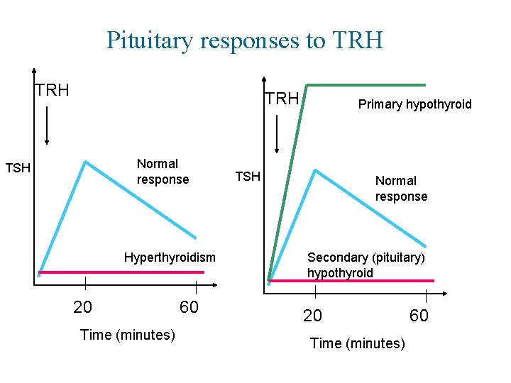 Pituitary responses to TRH TRH Normal response TSH Hyperthyroidism 20 Time (minutes) 60 Primary