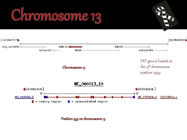 Chromosome 13 Position q 33 on chromosome 13 FAT gene is located on the