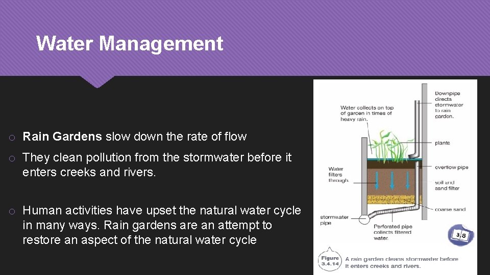 Water Management o Rain Gardens slow down the rate of flow o They clean