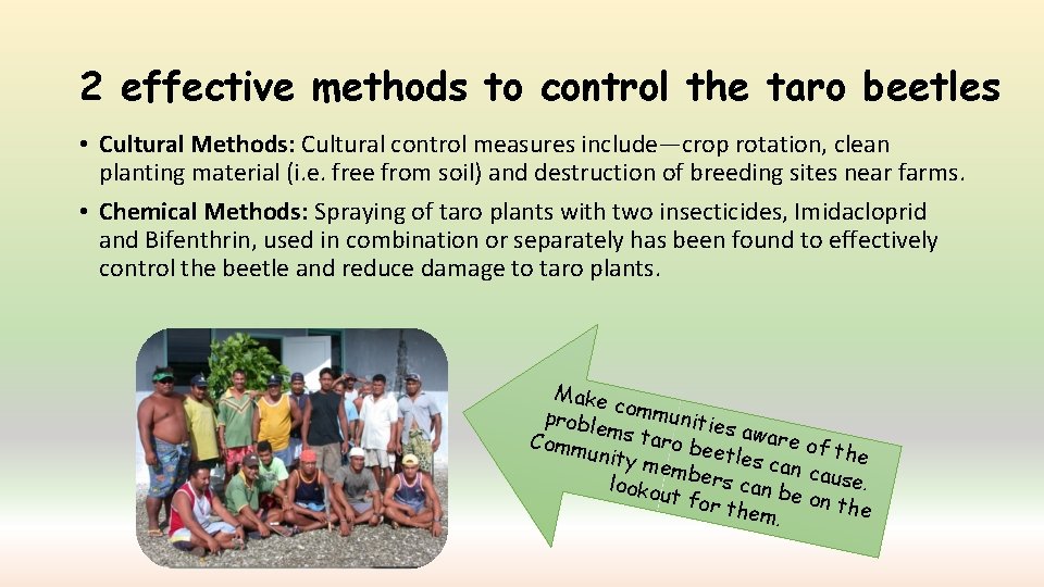 2 effective methods to control the taro beetles • Cultural Methods: Cultural control measures
