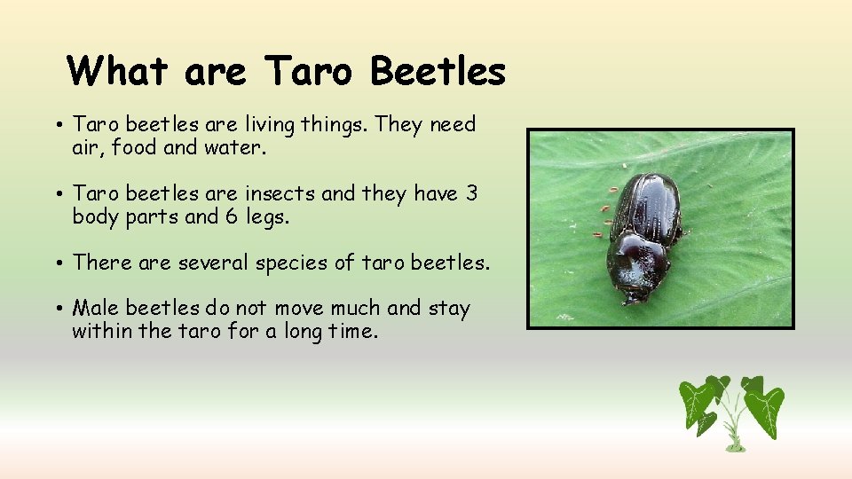 What are Taro Beetles • Taro beetles are living things. They need air, food