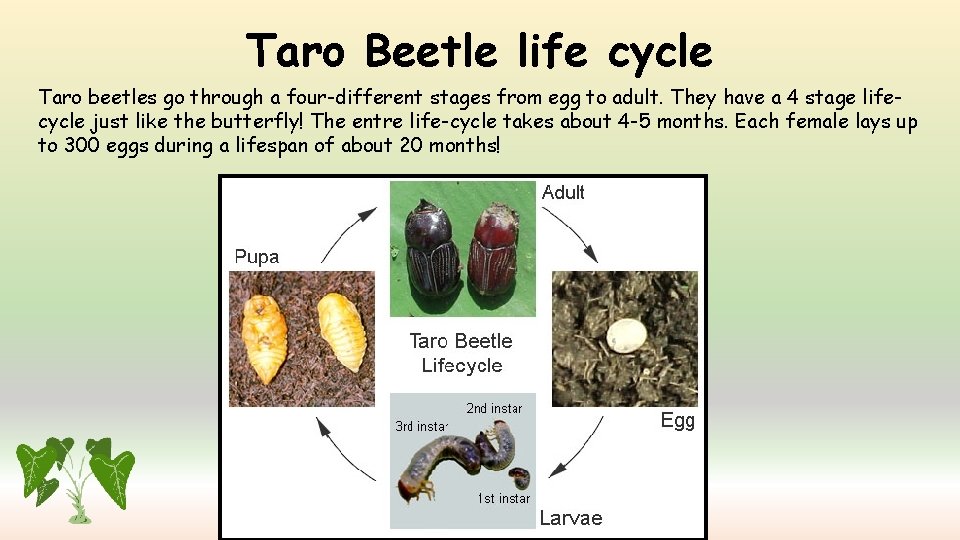 Taro Beetle life cycle Taro beetles go through a four-different stages from egg to