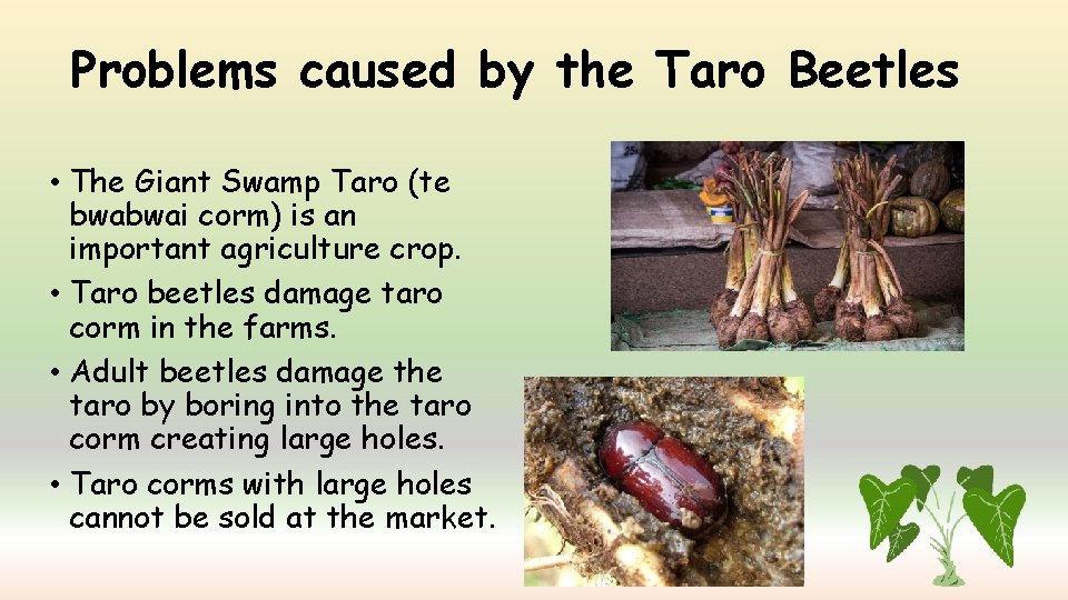 Problems caused by the Taro Beetles • The Giant Swamp Taro (te bwabwai corm)
