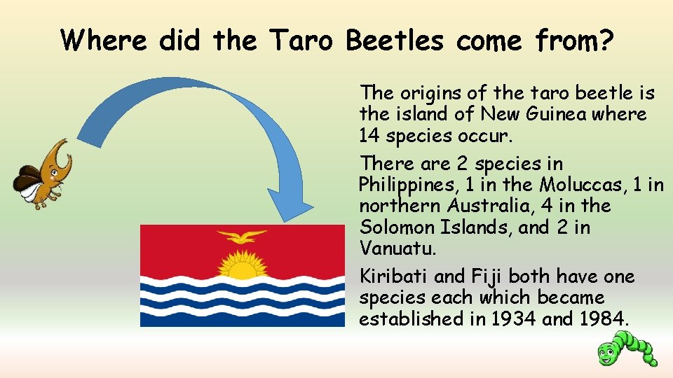 Where did the Taro Beetles come from? The origins of the taro beetle is