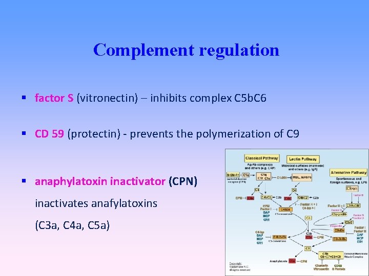 Complement regulation factor S (vitronectin) – inhibits complex C 5 b. C 6 CD