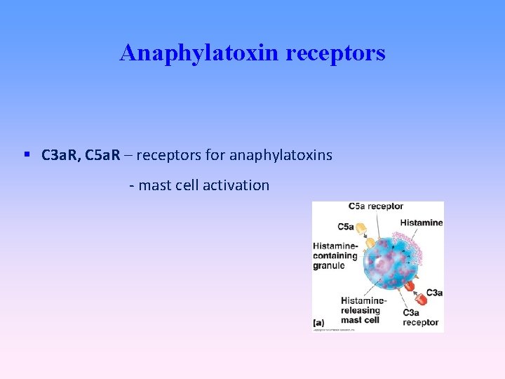 Anaphylatoxin receptors C 3 a. R, C 5 a. R – receptors for anaphylatoxins