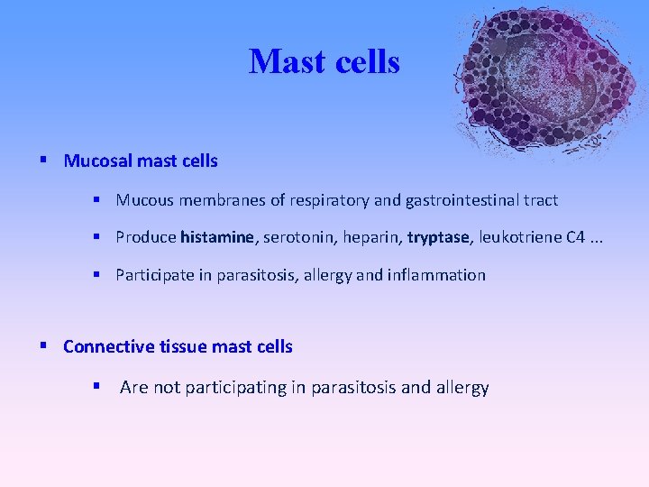 Mast cells Mucosal mast cells Mucous membranes of respiratory and gastrointestinal tract Produce histamine,