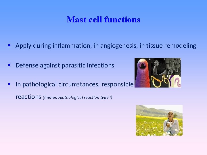 Mast cell functions Apply during inflammation, in angiogenesis, in tissue remodeling Defense against parasitic