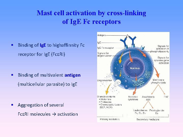 Mast cell activation by cross-linking of Ig. E Fc receptors Binding of Ig. E