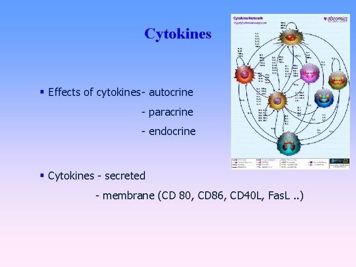 Cytokines Effects of cytokines- autocrine - paracrine - endocrine Cytokines - secreted - membrane
