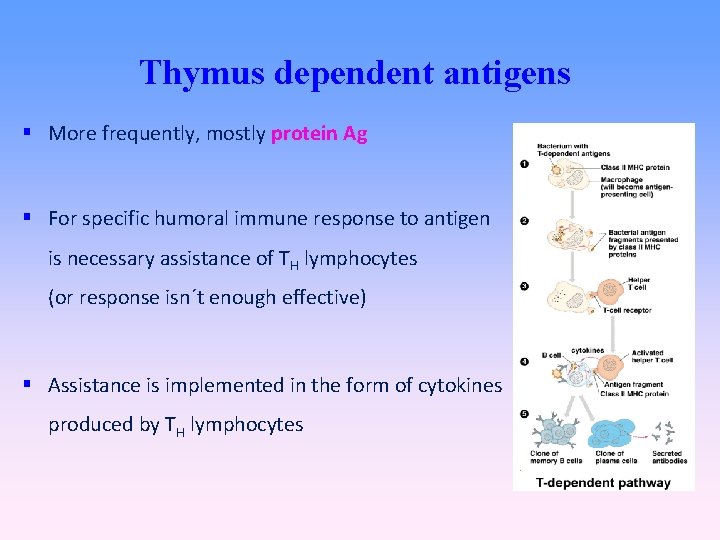 Thymus dependent antigens More frequently, mostly protein Ag For specific humoral immune response to