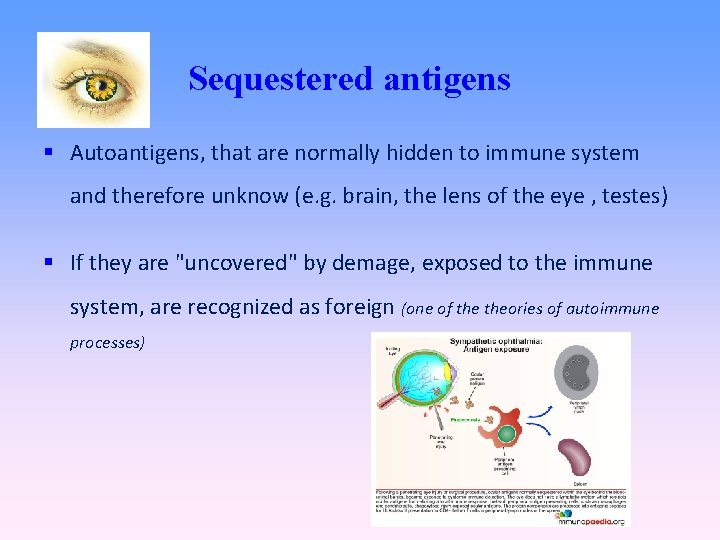 Sequestered antigens Autoantigens, that are normally hidden to immune system and therefore unknow (e.