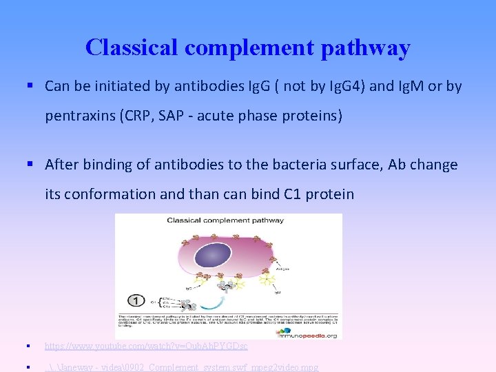 Classical complement pathway Can be initiated by antibodies Ig. G ( not by Ig.