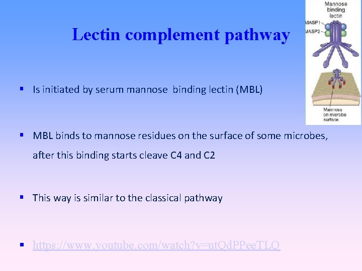 Lectin complement pathway Is initiated by serum mannose binding lectin (MBL) MBL binds to