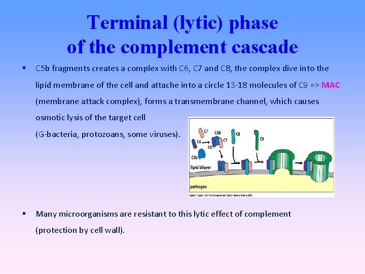 Terminal (lytic) phase of the complement cascade C 5 b fragments creates a complex