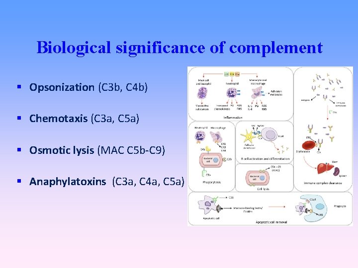 Biological significance of complement Opsonization (C 3 b, C 4 b) Chemotaxis (C 3
