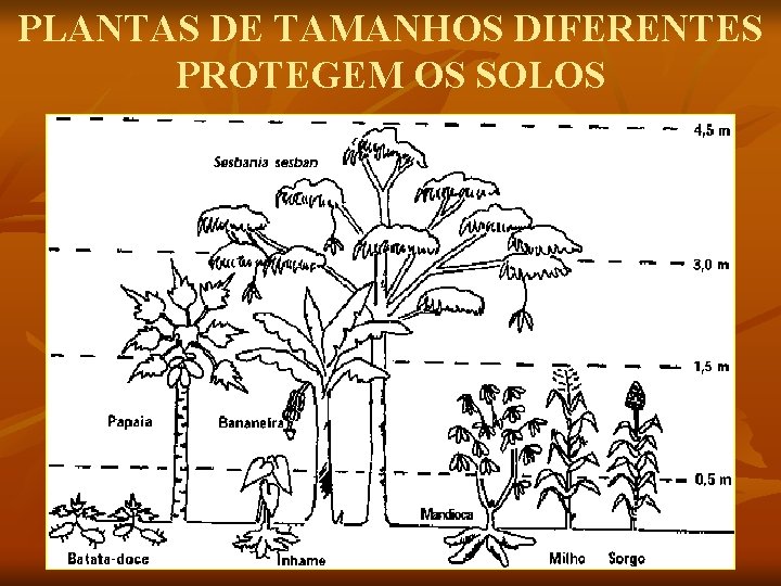 PLANTAS DE TAMANHOS DIFERENTES PROTEGEM OS SOLOS 