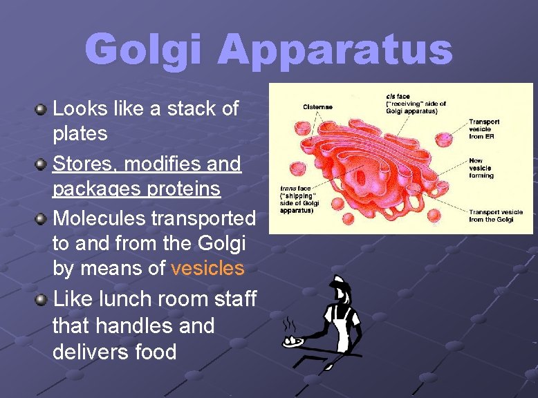 Golgi Apparatus Looks like a stack of plates Stores, modifies and packages proteins Molecules