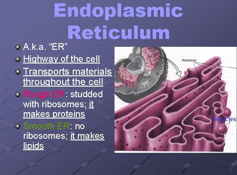 Endoplasmic Reticulum A. k. a. “ER” Highway of the cell Transports materials throughout the