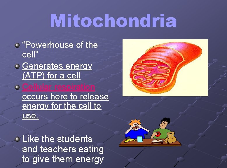 Mitochondria “Powerhouse of the cell” Generates energy (ATP) for a cell Cellular respiration occurs