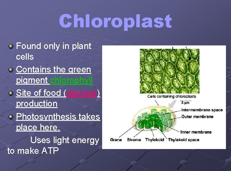 Chloroplast Found only in plant cells Contains the green pigment chlorophyll Site of food