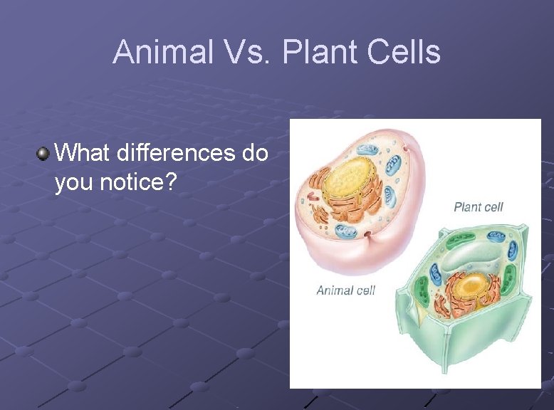 Animal Vs. Plant Cells What differences do you notice? 