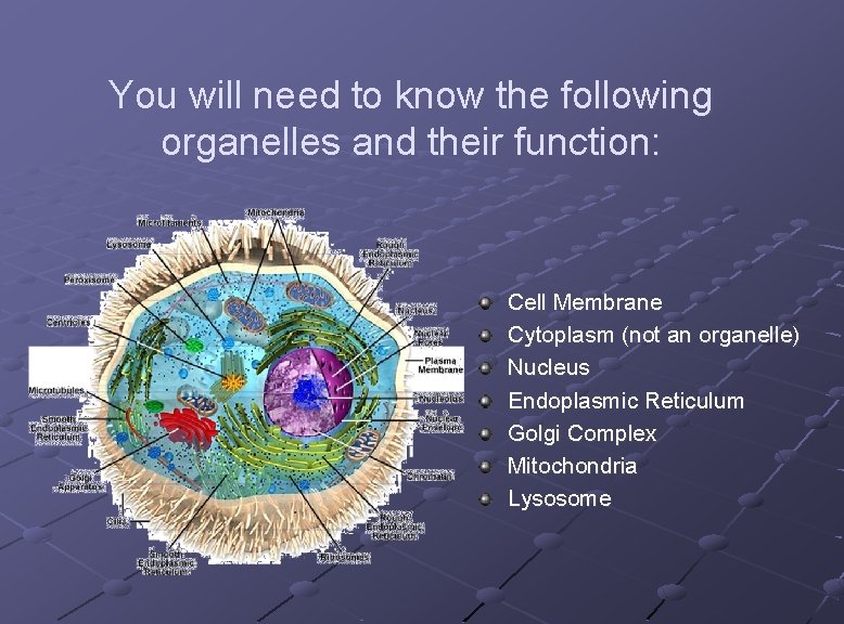 You will need to know the following organelles and their function: Cell Membrane Cytoplasm