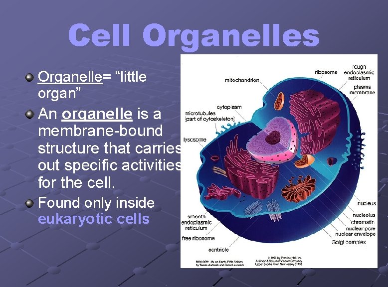 Cell Organelles Organelle= “little organ” An organelle is a membrane-bound structure that carries out