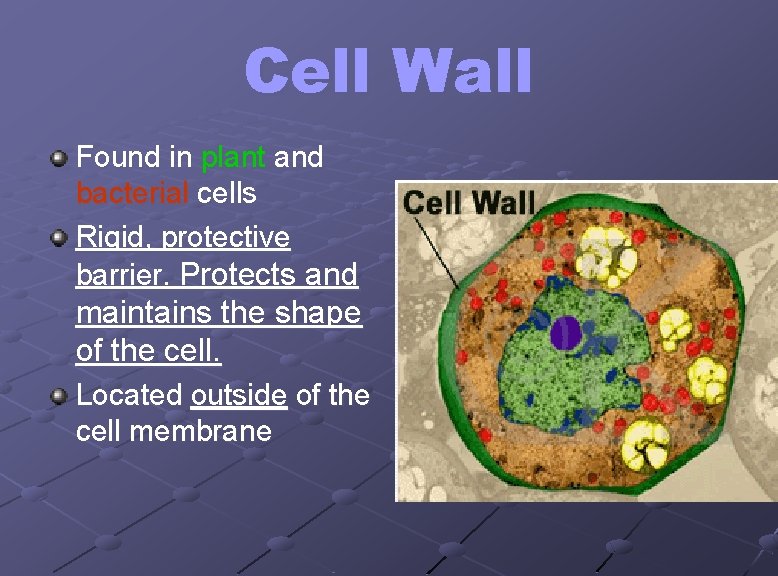 Cell Wall Found in plant and bacterial cells Rigid, protective barrier. Protects and maintains